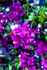 Bougainvillea-15