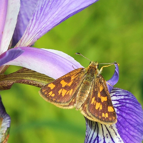 An arctic skipper feeds on a blue flag iris flower.