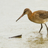 Black-tailed Godwit