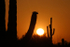 Tucson Mountain County Park