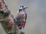 Great Spotted Woodpecker