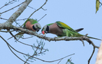 Red-breated Parakeet