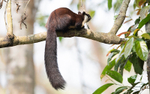 Giant Squirrel