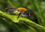 Andrena nitida (f)