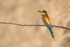 Bee-Eater