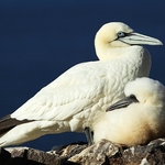 Northern Gannet