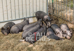 North Show_2014-3