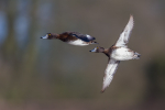 Tufted Ducks