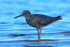 Wandering Tattler close, Ke'e Beach, Kauai