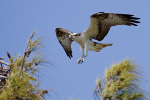 Osprey