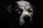 Cooper
