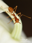 Weaver Ant 080505 057b