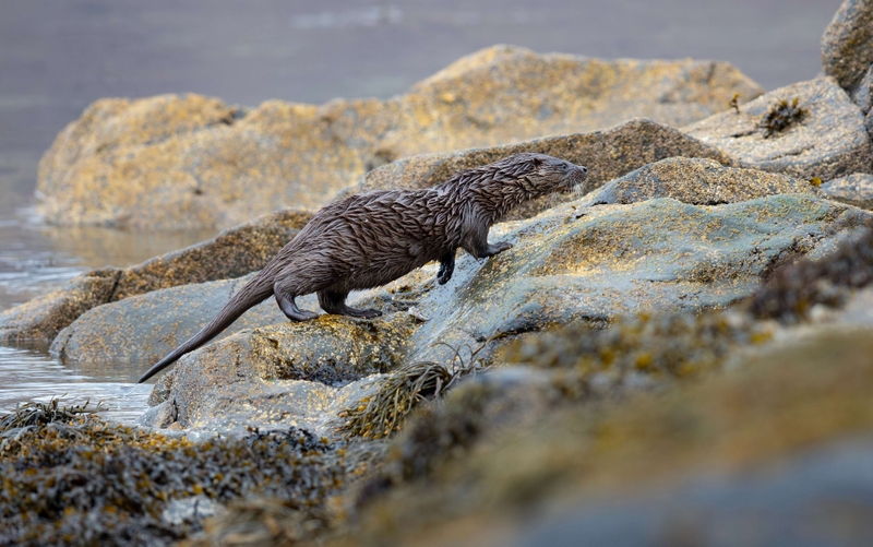 Eurasian Otter - Isle of Mull - Scotland