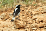 Finsch's Wheatear