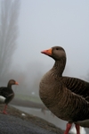 Greylag Geese