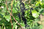 Peacock caterpillars
