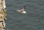 Fulmar