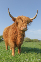 Highland Cow 012