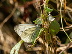 Green-veined White