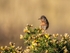 Dartford Warbler
