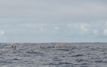 Northern bottlenose whales
