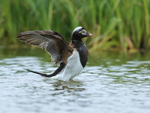 Long-tailed Duck (male) wing flap, Iceland