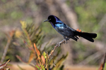 Boat-tailed Grackle, Wakodahatchee Wetlands, Florida