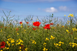 Poppies
