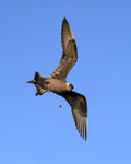 Arctic Skua manoeuvres for food thrown from boat, Flatanger, Norway