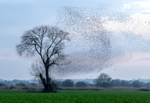 Starling Murmurations, Avalon Marshes_GS1134
