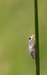 Hanging On