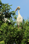 Asian Openbill standing on treetop, Gao Giong, Vietnam
