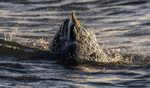 Chanory point, Bottle nose dolphins