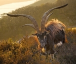feral goats, Coed Dinorwig