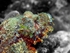 Stonefish