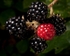 Blackberries #2