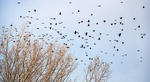 SPRING BLACKBIRD MIGRATION -  LONG POINT PP