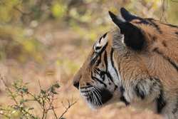 Bengal Tiger head side profile, Panna Reserve, Madhyra Pradesh, India