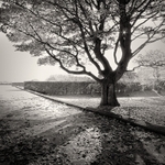Autumn Shadows (square format)