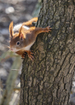 Red Squirrel