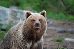 Brown Bear
