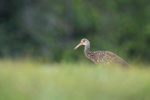 Limpkin, low angle - Harns Marsh, Florida
