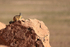 Viscacha looks out from rock, Machuca, Chile