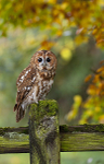 TAWNY OWL