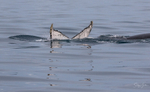 Disappearing Fluke 2
