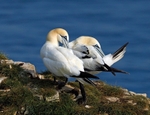 Gannets
