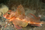 Chelidonichthys lastoviza