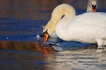 Mute Swan