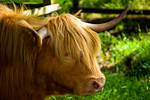Highland cow - 20080818_82