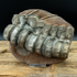 Sold vert191 Ichthyosaurus sp Vertebrae